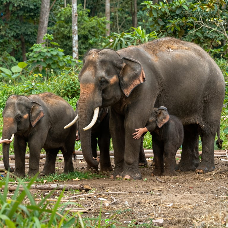 Scopri Come Aiutare gli Elefanti: Adotta, Dona e Proteggi Habitat