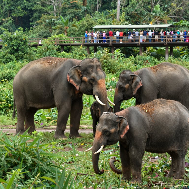 Il Turismo Sostenibile come Pilastro per la Salvaguardia degli Elefanti Asiatici