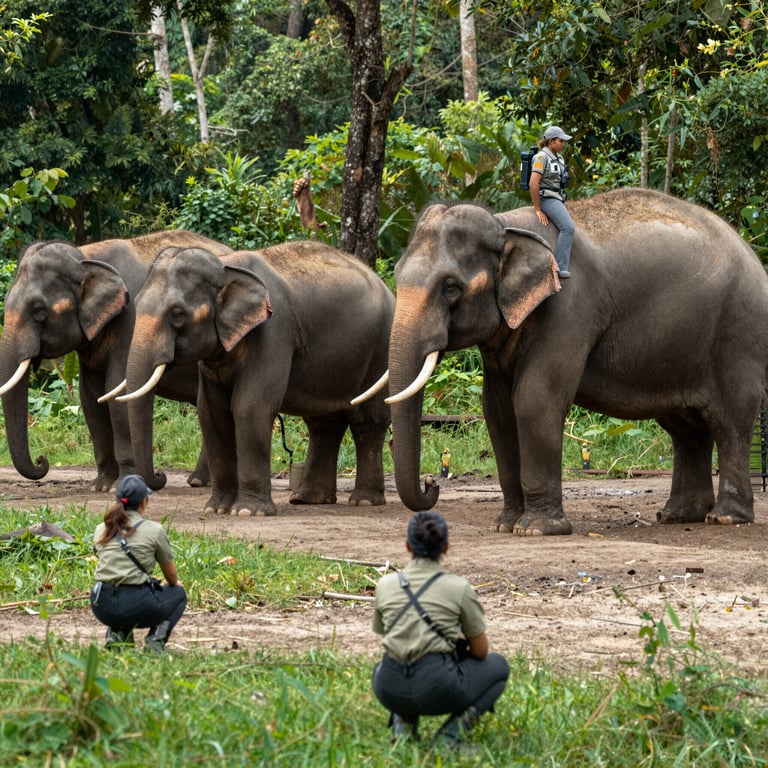 Strategie Efficaci per Proteggere gli Elefanti in Natura Selvaggia