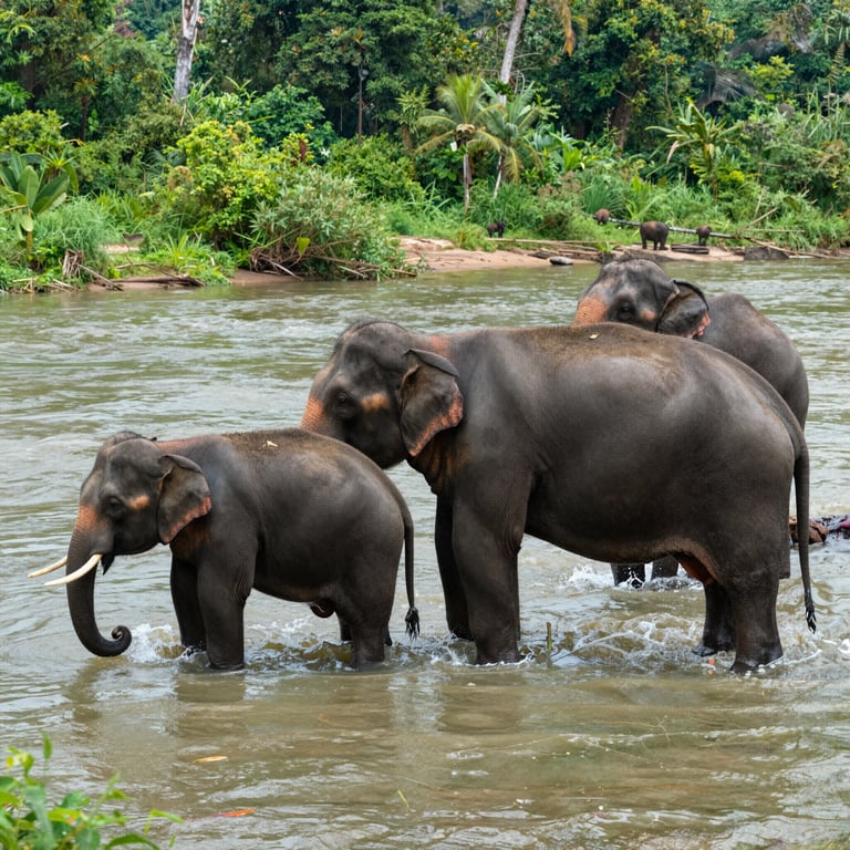 Progetti Globali per Salvare gli Elefanti e il Loro Habitat Naturale