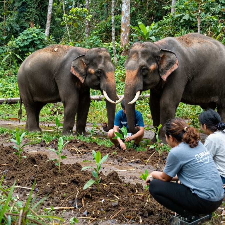 Iniziative per Salvare le Foreste: Aiutare gli Elefanti con Fondi e Volontariato