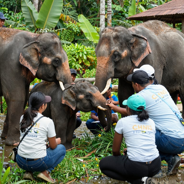Progetti Volontari Ideali per Conservare e Curare gli Elefanti nel 2026