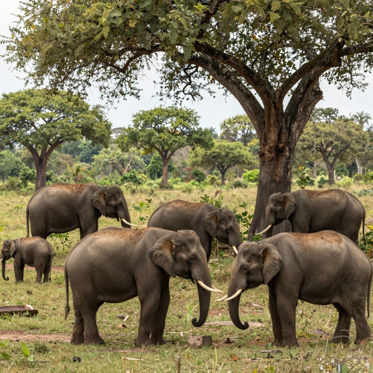 Preservare Habitat Naturali: L'Avvocatura per Elefanti in Pericolo