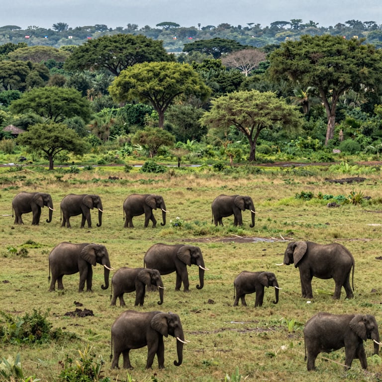 Preservare gli Habitat: Impegni Globali per la Salvaguardia degli Elefanti Selvatici