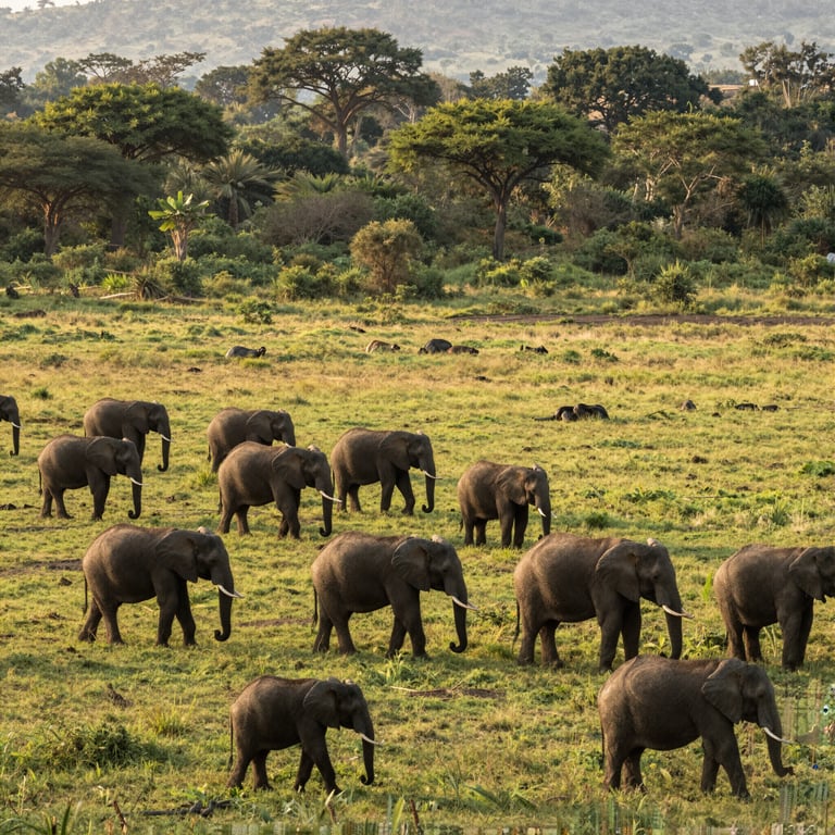 Novità 2026 sulla Conservazione degli Elefanti: Proteggiamo i Nostri Giganti Selvatici