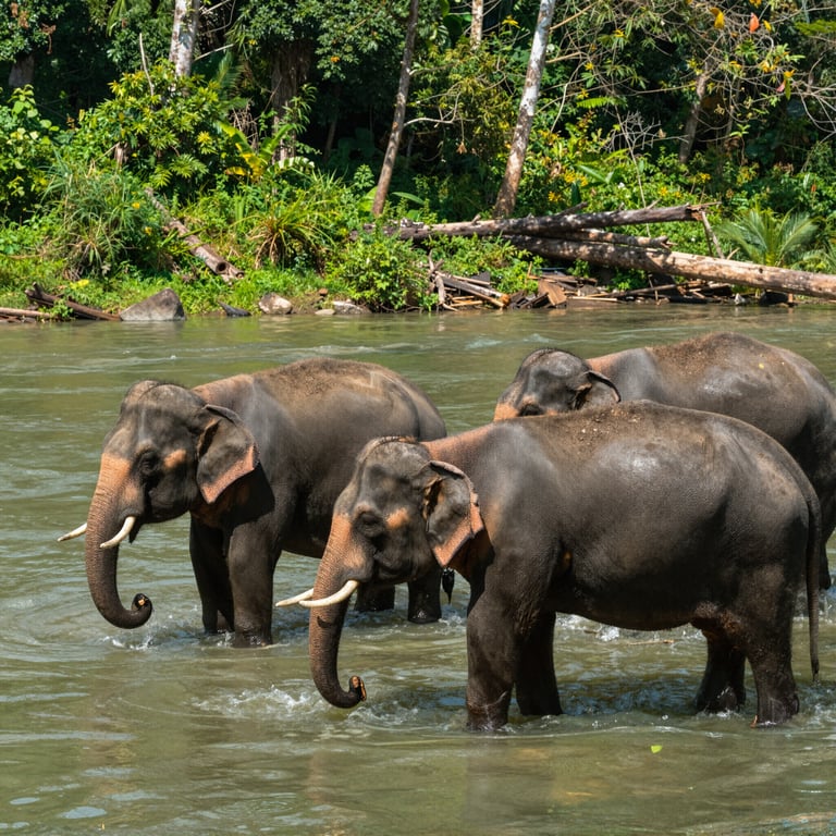 Elefanti Asiatici in Pericolo: Conoscere le Sfide e le Strategie di Protezione