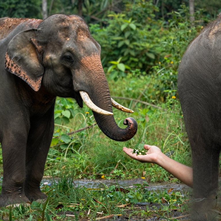 Cinque Strategie Pratiche per Aiutare gli Elefanti Oggi