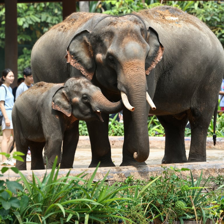 Piccola elefantina asiatica Linh Mai debutta al pubblico al National Zoo Smithsonian