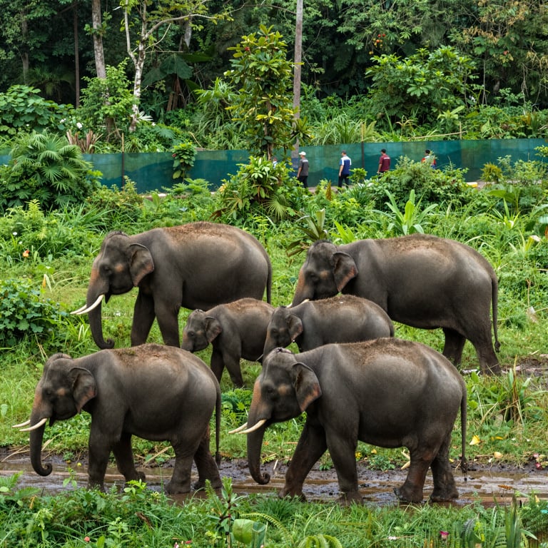 Preservare gli Habitat degli Elefanti: Sforzi per la Protezione della Fauna Selvatica