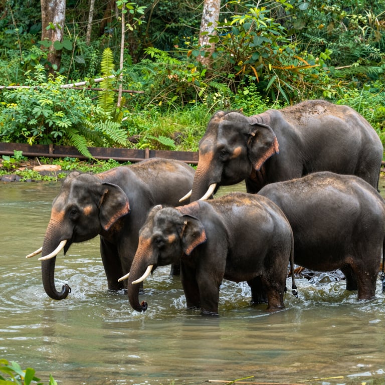Protezione Elefanti: Strategie per una Vita Sostenibile in Ambienti Naturali