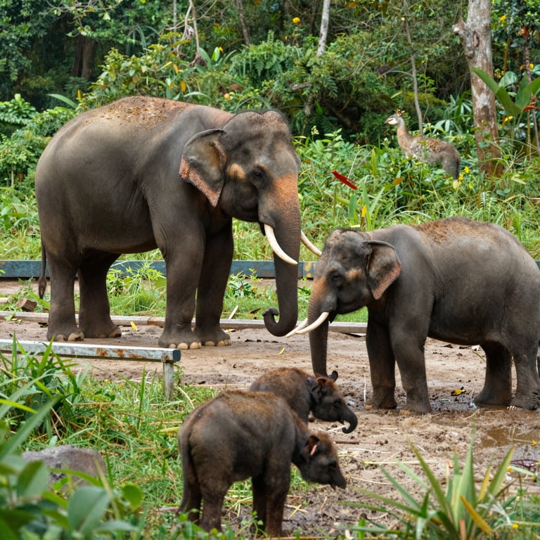 Preservare gli Habitat degli Elefanti: Avvocatura per la Difesa delle Specie Endangered nel 2026