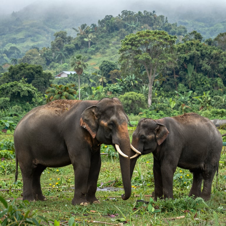 Santuario Elefanti Laos: Proteggere la Specie dal Turismo Distruttivo
