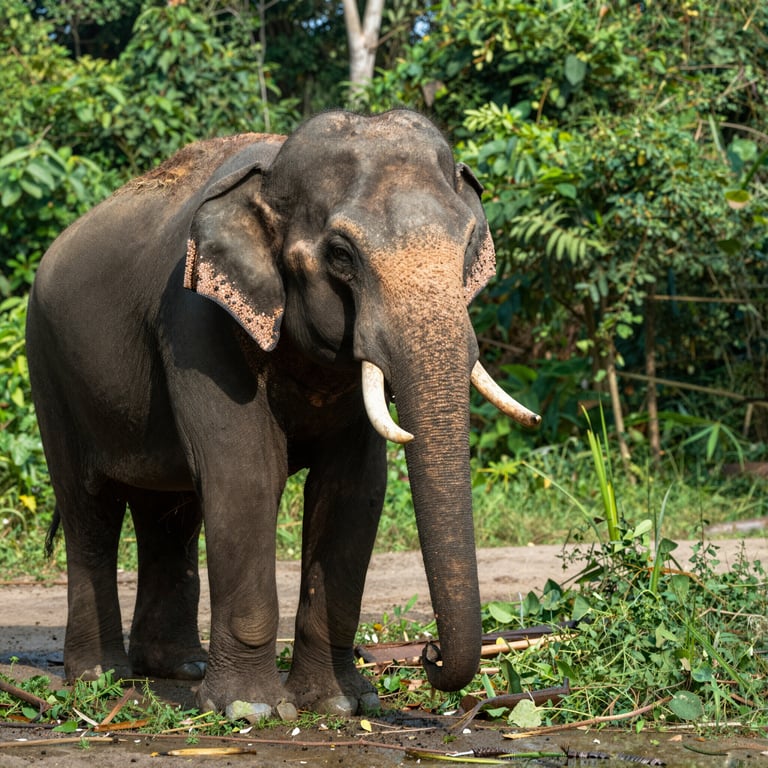 Speranza per elefanti in cattività thailandesi: rapporto rivela progressi incoraggianti