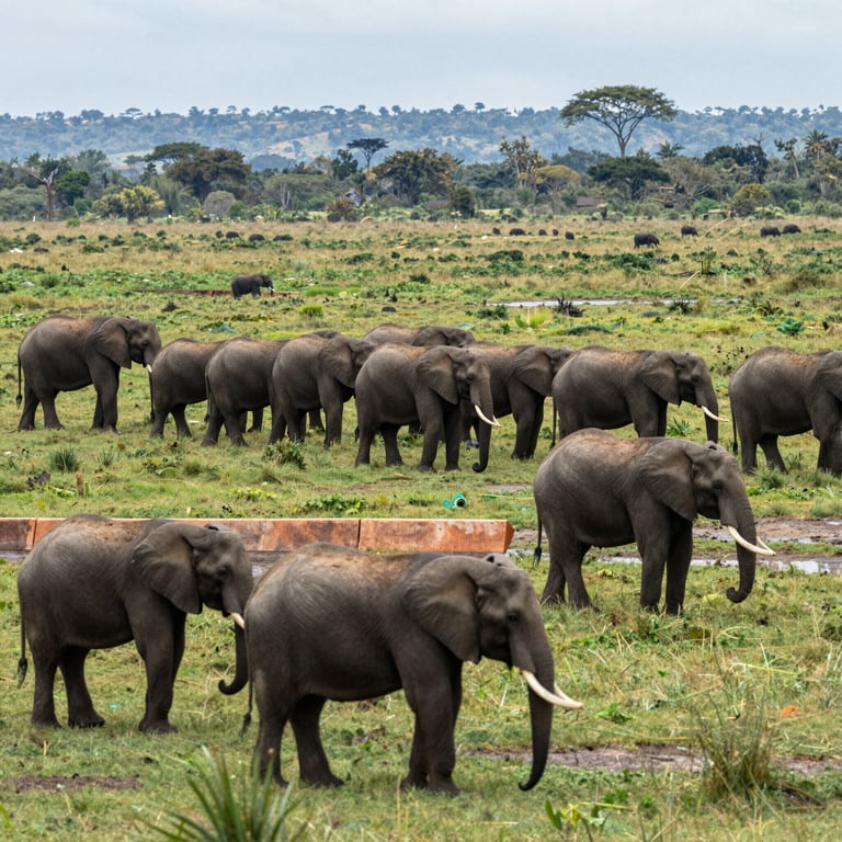 Come Salvaguardare l'Habitat degli Elefanti Africani dal Danno Umano