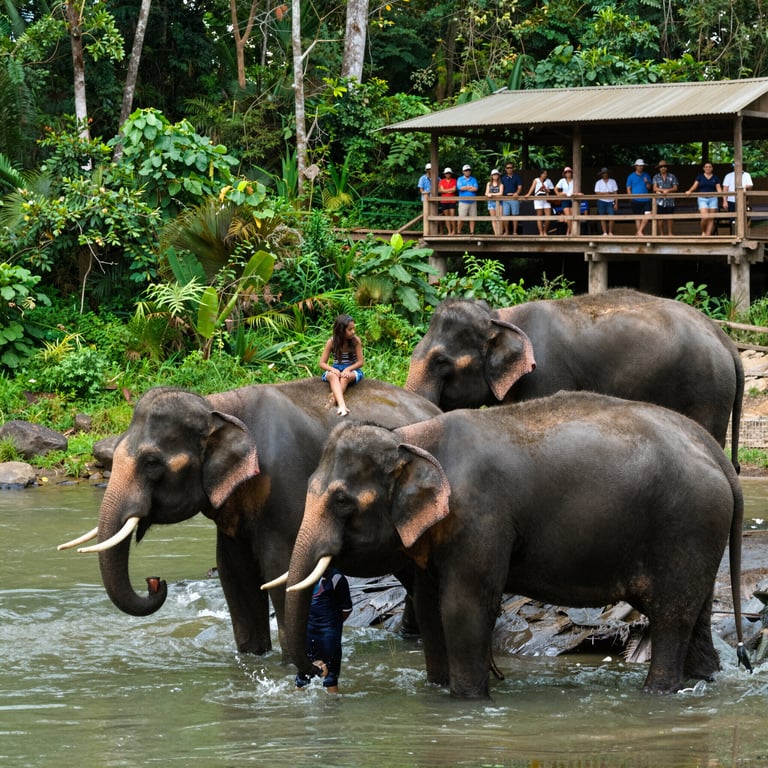 Come il Turismo Responsabile Aiuta la Conservazione degli Elefanti Asiatici
