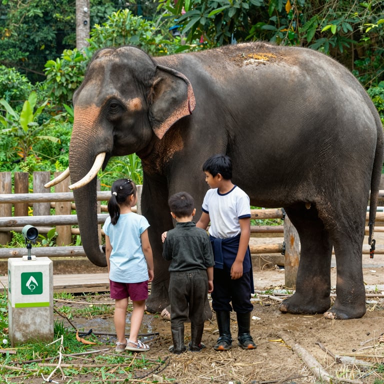 Iniziative per Proteggere gli Elefanti Estremamente Rari del Vietnam