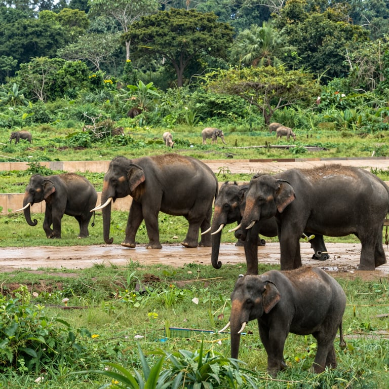 Proteggere l'Habitat degli Elefanti: Iniziative per la Preservazione della Fauna Selvatica