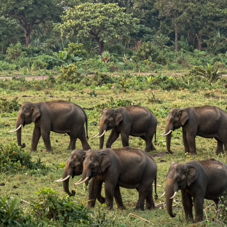 L'Appello Urgente per Conservare gli Habitat degli Elefanti dalle Minacce Globali