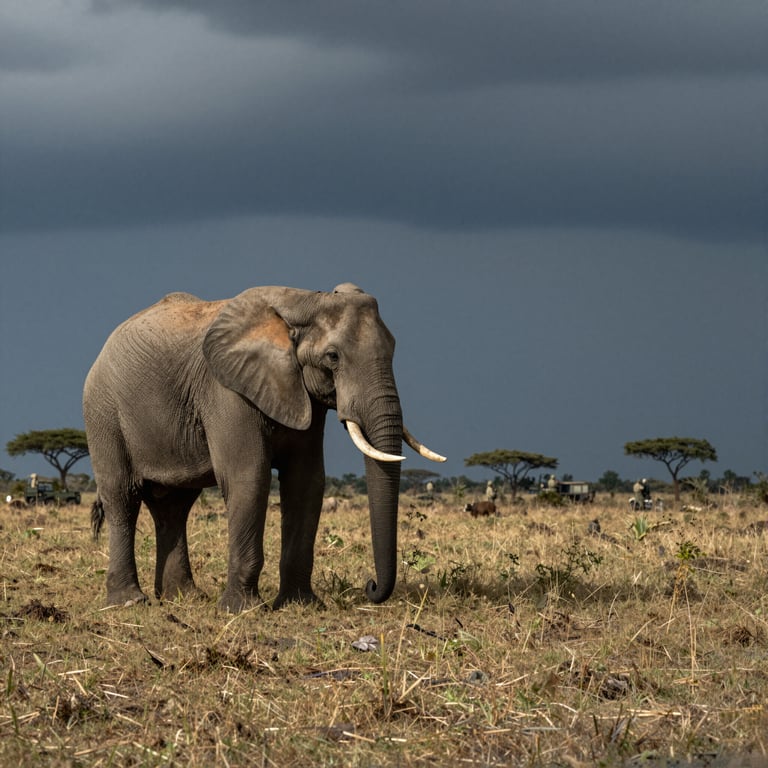 Protezione Urgente per gli Elefanti d'Africa: Soluzioni contro la Scomparsa Drammatica