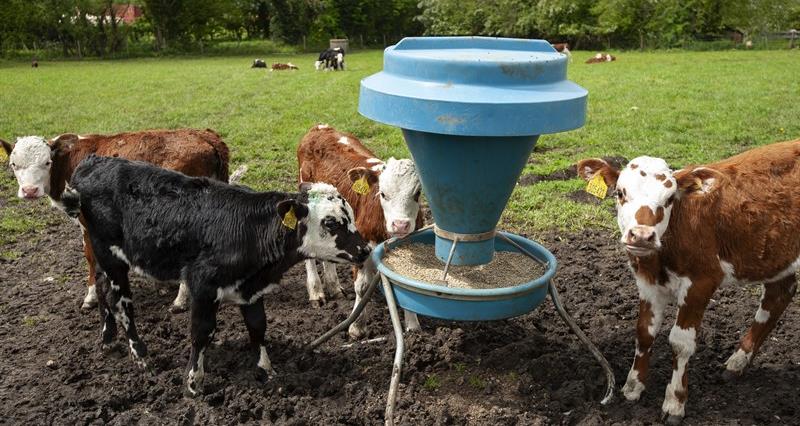 Danish Farmer Sounds Alarm Over Methane-Reducing Feed Additive Bovaer ...