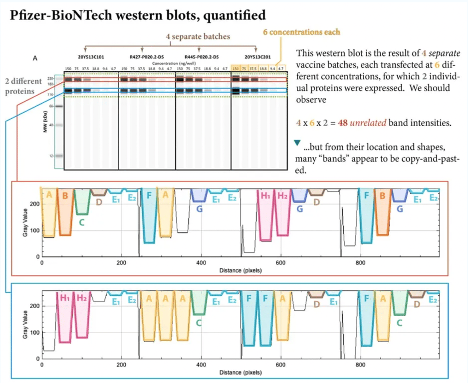 Eine wegweisende Studie zeigt, dass die mRNA-Technologie von Pfizer/BioNTech fehlerhaft ist
