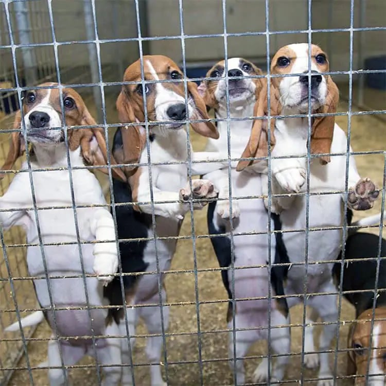 NIH-Funded Beagle Tests Spark Renewed Controversy at Mizzou