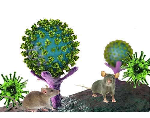 Hantavirus