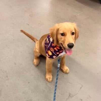 Barking Puppy