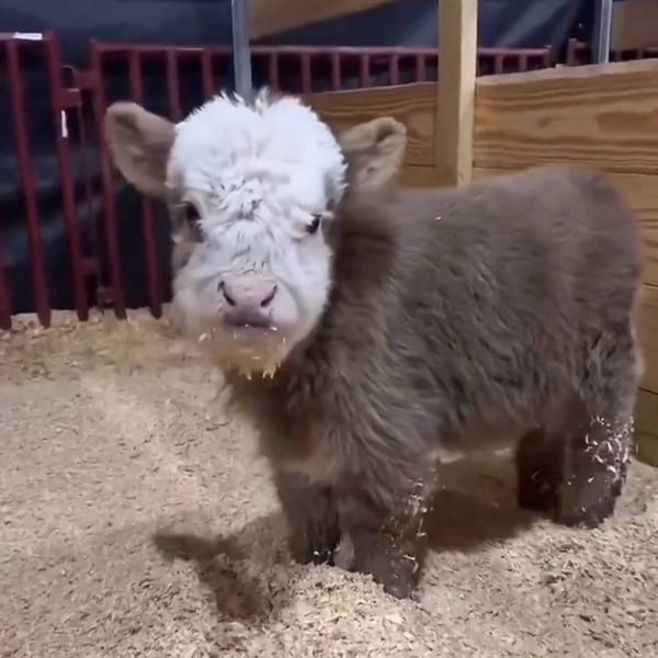 Scottish Highland Cow