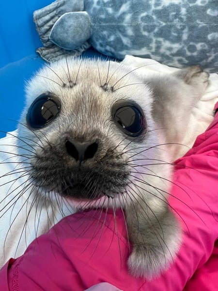 Save The Seals