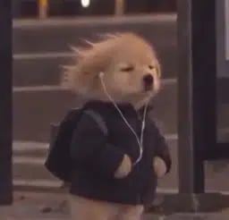 Dog In Pain