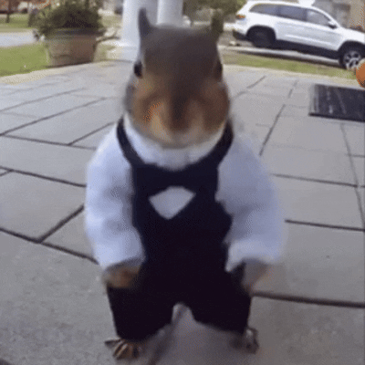 The Dancing Squirrel
