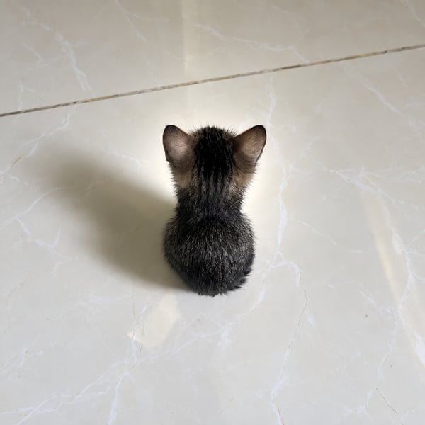 smol cat