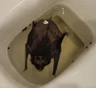 Bat In Toilet