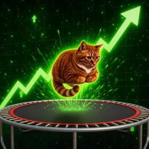 bounce cat