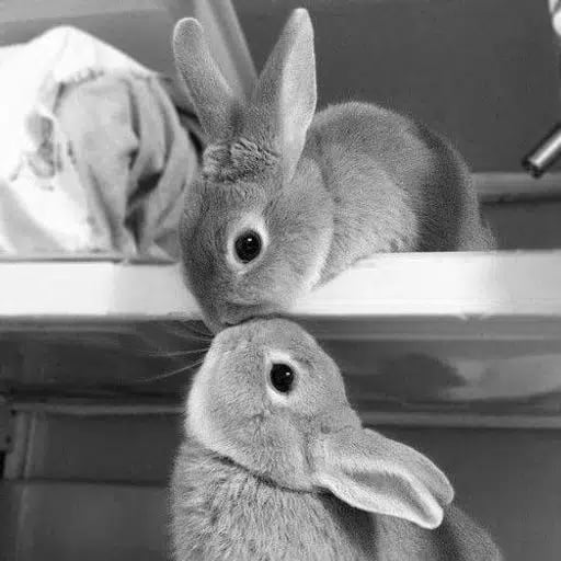 Sara And Bonny