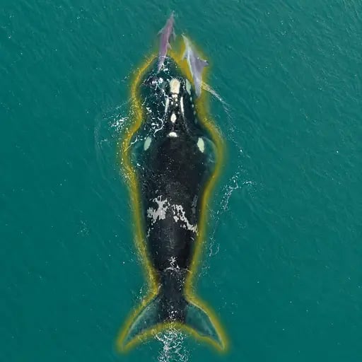 The Odyssean Whale