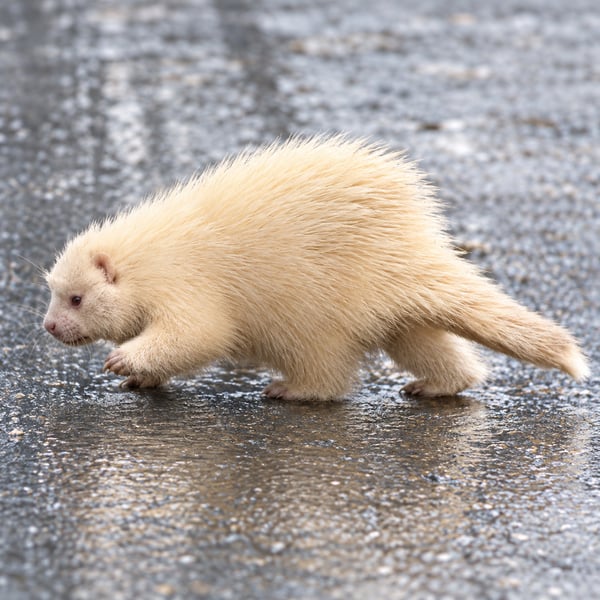 The Albino Porcupine