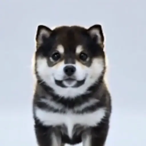 Black Shiba