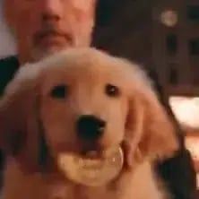 Bitdog