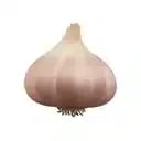 Garlic Coin