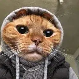 layercat