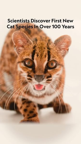 Leopardus tilcayo