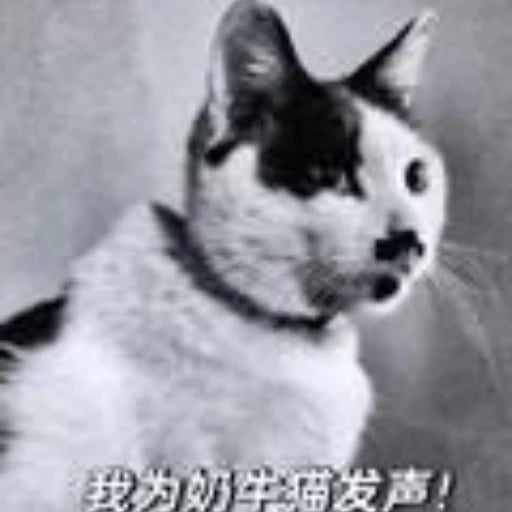 Justice for Calico Cats