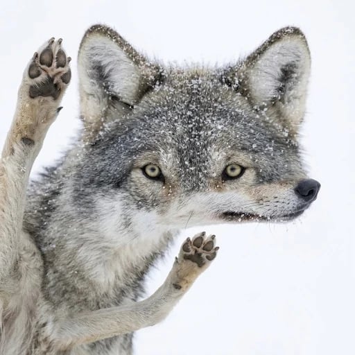 Wofl