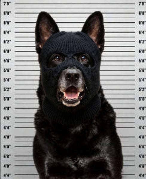 dogwifmask