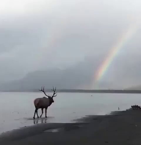 The Nietzschean Elk
