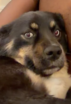 DOGGO
