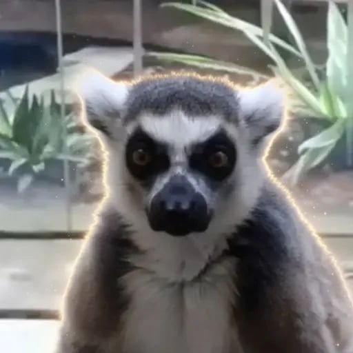 Zazu