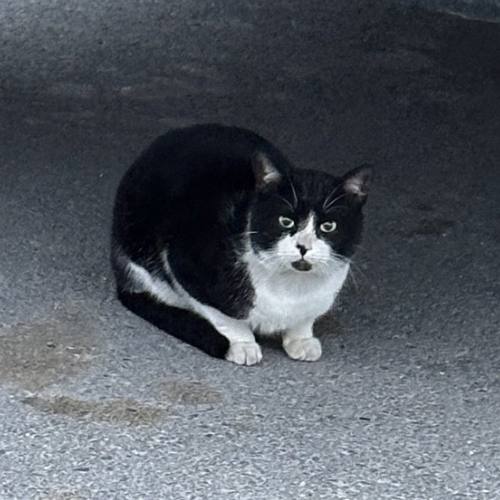 SpaceCat